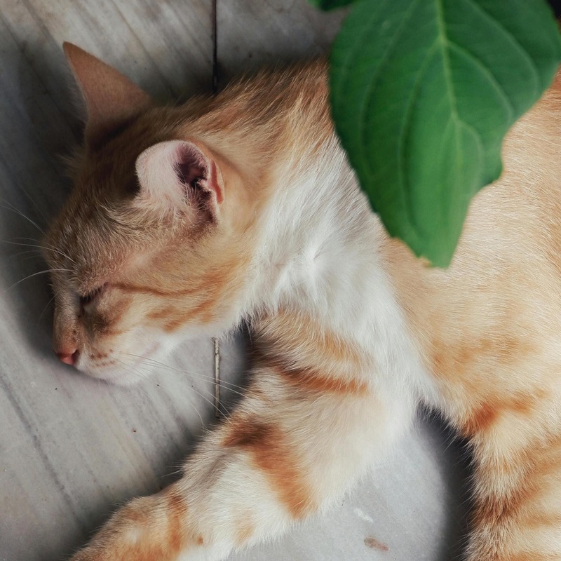 Photo de profil de Parallax